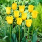 Tulpės Hamilton - pakuotėje yra 5 vnt - Tulipa Hamilton