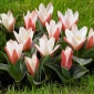Tulipán Heart - csomag 5 darab - Tulipa Heart