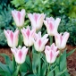 Tulipa Holland Chic - paquete de 5 piezas