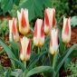 Tulipa Johann Strauss - Tulip Johann Strauss - 5 bulbs