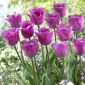 マジックラベンダーチューリップ -  5個 - Tulipa Magic Lavender