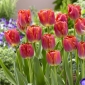 Tulipa Miami Sunset - Tulip Miami Západ slnka - 5 kvetinové cibule
