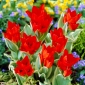 Tulipán Praestans Unicum - csomag 5 darab - Tulipa Praestans Unicum