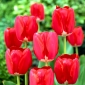 Tulpansläktet Spring Song - paket med 5 stycken - Tulipa Spring Song