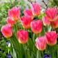 Tulipa Tom Thumb - Тюльпан Том Thumb - 5 цибулин - Tulipa Tom Pouce