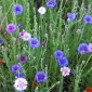 Aciano, botón de soltero - mezcla de variedades perennes - 75 semillas - Centaurea