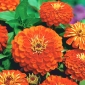 डाहलिया-फूलदार झिननिया "ओरेस" - नारंगी - 
