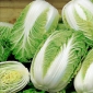 Napa zelje "Forco F1" - zgodnja sorta za celoletno pridelavo - 215 semen - Brassica pekinensis Rupr. - semena