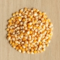 玉米芽 - Zea mays - 種子