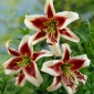 Strom Lily Lilium Beverly Dreams - květinové cibulky / hlíza / kořen