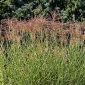 Maiden Grass Seeds - Miscanthus sinensis - 55 เมล็ด - 