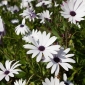 White Cape Daisy, semena afrického sedmikráska - Osteospermum ecklonis - 35 semen