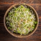 Sprouting seeds - fennel