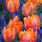 Tulipa Printesa Irene Parrot - Printesa Tulip Irene Parrot - 5 bulbi - Tulipa Prinses Irene Parrot