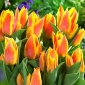 Tulipa Winnipeg - Tulipán Winnipeg - 5 květinové cibule