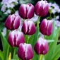 Tulipa arabské tajemství - Tulipán arabské tajemství - 5 květinové cibule - Tulipa Arabian Mystery