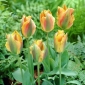 Tulpes Golden Artist - 5 gab. Iepakojums - Tulipa Golden Artist