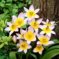 Tulipa Saxatilis  - 郁金香Saxatilis  -  5个电洋葱