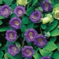 Purple Cup and Saucer Vine seeds - Cobaea scandens - 6 semillas