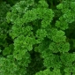 Peterselie - Rizado Verde Oscuro - Petroselinum crispum  - zaden