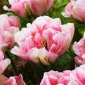 Tulipano "Finola" - confezione da 5 pezzi