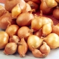 Shallot κρεμμύδι "Ambition F1" - 20 σπόροι - Allium ascalonicum 