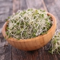 BIO - Spirer - frø - Brokkoli - 3000 frø - Brassica oleracea L. var. italica Plenck