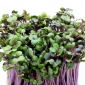 BIO - Sjeme crvenog kupusa - certificirano organsko sjeme - 2700 sjemenki - Brassica oleracea,convar. capitata,var. rubra. - sjemenke
