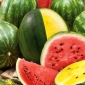 Gemischte Samen der Wassermelone - Citrullus lanatus - 25 Samen - 