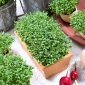 Microgreens  - 花园水芹 - 具有特殊口味的幼叶 -  1800粒种子 - Lepidium sativum - 種子