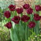 Hoa tulip "Gorilla" - tua (Crispa) - gói 5 chiếc - 