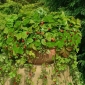 Wild Strawberry Attila semená - Fragaria vesca - 330 semien