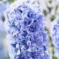 صفير مزدوج التانغو الأزرق - صفير مزدوج التانغو - 3 البصلة - Hyacinthus