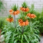 Crown Imperial - ویلیام رکس - 