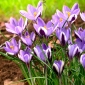 Crocus Spring Beauty - 10 tk. - 