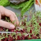 Microgreens - Mangold - Olağanüstü tadı olan genç yapraklar - 450 tohum - Beta vulgaris var. vulgaris  - tohumlar