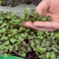 Microgreens - Rdeči kelj "Škrlat" - mladi listi z izjemnim okusom - 900 semen - Brassica oleracea L. var. sabellica L. - semena