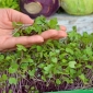 Microgreens - Kohlrabi - young leaves with exceptional taste - 1040 seeds