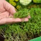 Microgreens - गार्डन डिल - असाधारण स्वाद के साथ युवा पत्ते - 1680 बीज - 