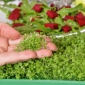 Microgreens - Su teresi - eşsiz bir tadı olan genç yapraklar - 8000 tohum - Nasturtium officinale W. T. Aiton - tohumlar