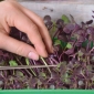 Microgreens - Radish - mladi listovi s jedinstvenim okusom - 255 sjemenki - Raphanus sativus - sjemenke