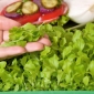 Microgreens - 녹색 양상추 - 뛰어난 맛을 가진 젊은 잎 - 1250 종자 - Lactuca sativa  - 씨앗