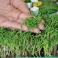 Espinaca - Microgreens - 800 semillas - Spinacia oleracea L.