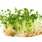 Sprouting seeds - Rocket - 100 g - 40000 seeds