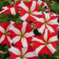 Pétunia - rojo - blanco - 80 semillas - Petunia x hybrida