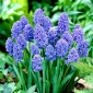 Muscari Blue Spike - Hroznová Hyacint Blue Spike - 10 kvetinové cibule