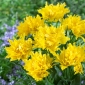 Hoa tulip vàng - Nhện vàng hoa tulip - 5 củ - Tulipa Yellow Spider
