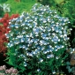 Semințe de Nemesia Blue & White - Nemesia strumosa - 3250 de semințe