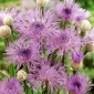 American Basketflower，American Star-Thistle seeds  -  Centaurea americana  -  65种子 - 種子