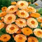 Pot Marigold Pink Semințe surprinzătoare - Calendula officinalis - 120 de semințe